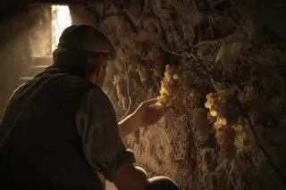 Vigneron examining white grapes in a troglodytic cellar, warm natural light highlighting stone walls and grapes in focus.